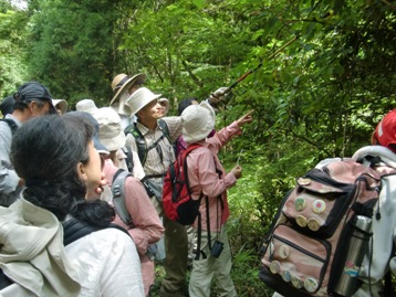 林道沿いの様々な植物を鑑賞