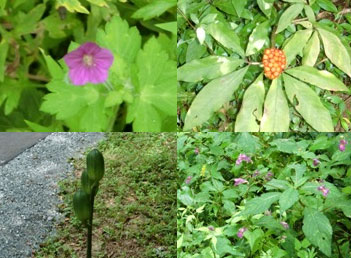 滑川沿いの草花