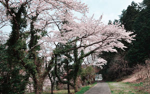 大原湖畔エリア散策路