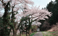 大原湖畔エリア桜並木沿い散策路