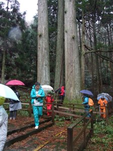 「滑の三本杉」を観賞