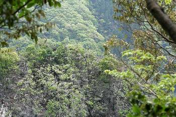 入船山のカワウとアオサギ営