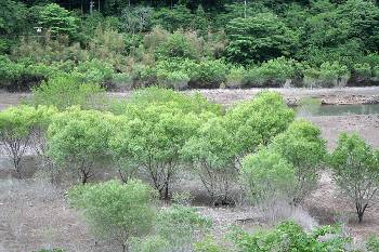 大原湖のヤナギ