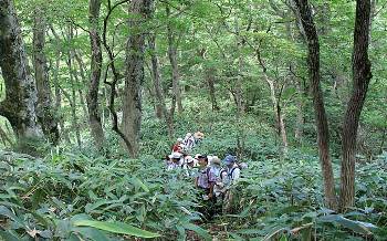 ヤマグルメ、ミズメなど樹木