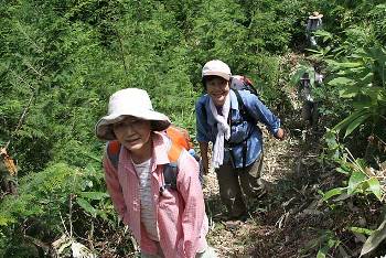 植樹してある一帯を登る