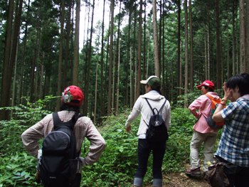 針葉樹林の中を林道沿いに歩く