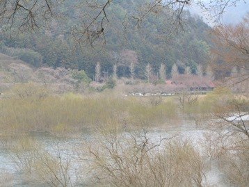 大原湖の柳