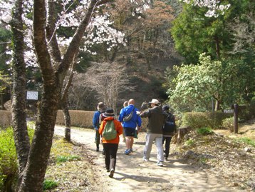 大原湖畔の桜を見ながら散策