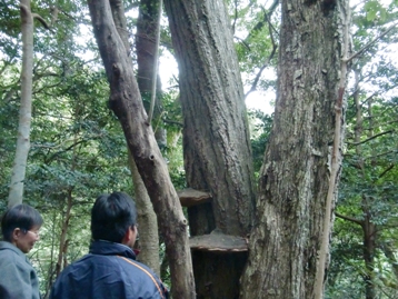 巨大な猿のこしかけ