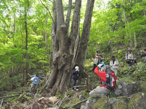 「大カツラ」の見学 「大カツラ」の見学