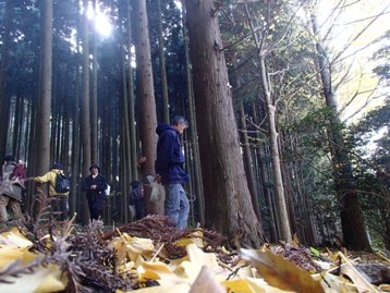 杉林では深呼吸