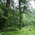森の案内人と歩く～セラピーロード自然観察～（中止）