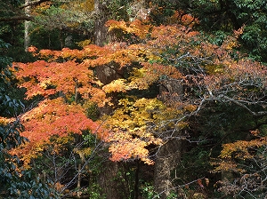 滑山国有林内の滑峡は紅葉のベストシーズンを迎えます