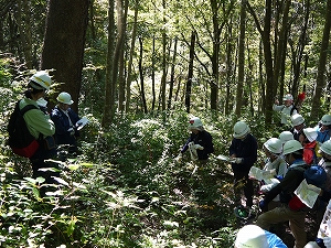 滑マツの群生地