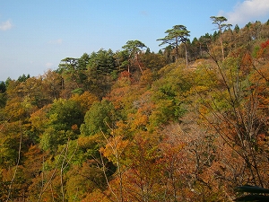 飯ヶ岳は樹齢200年以上の滑マツの育成林が広がります