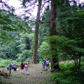 【受付終了】滑山国有林、巨樹・巨木探訪ツアー